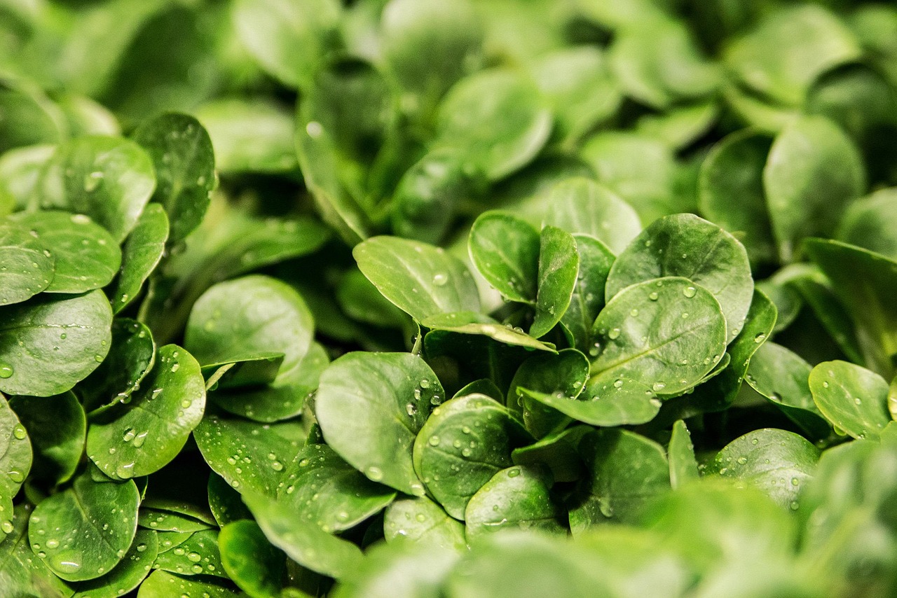 Diverse hydroponic herbs on kitchen counter