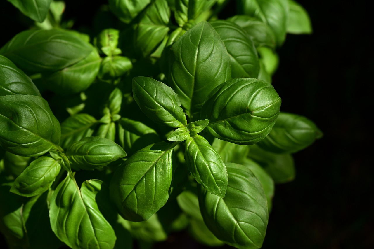 Fresh basil in a hydroponic setup