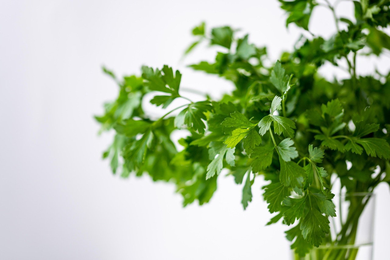Close-up of thriving hydroponic mint leaves