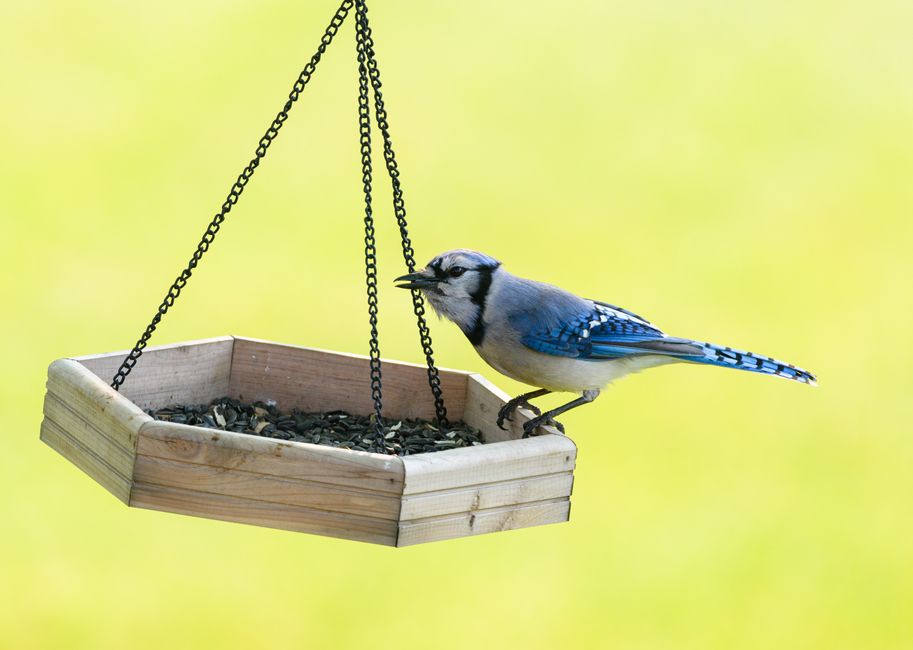 Upcycled feeder surrounded by vibrant garden wildlife.