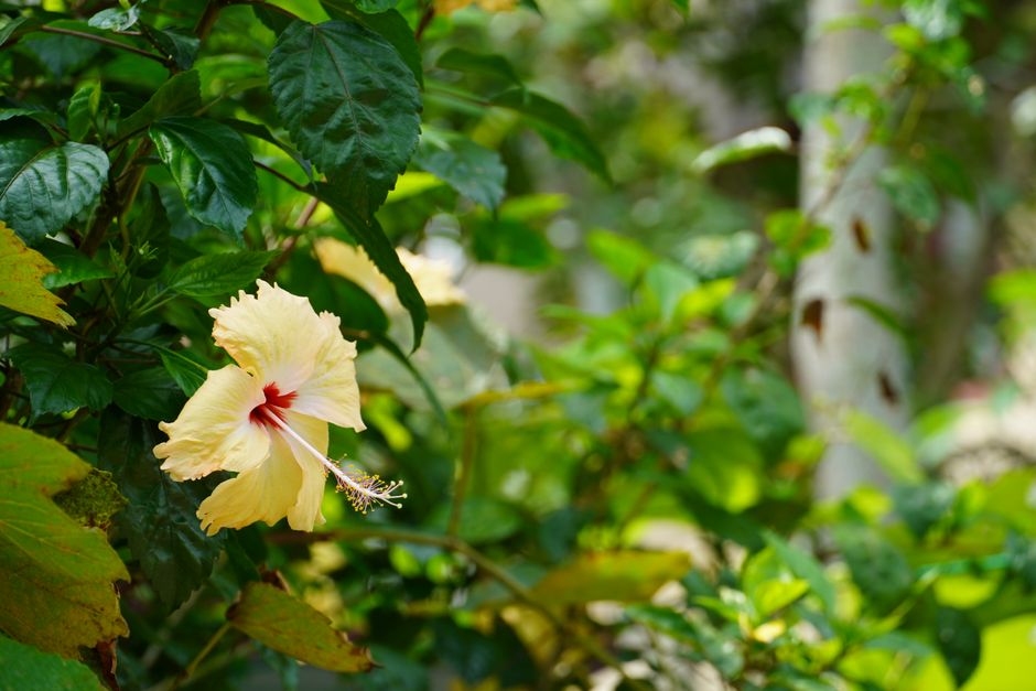 Vibrant hibiscus blooms with lush green leaves. Vibrant hibiscus blooms with lush green leaves.