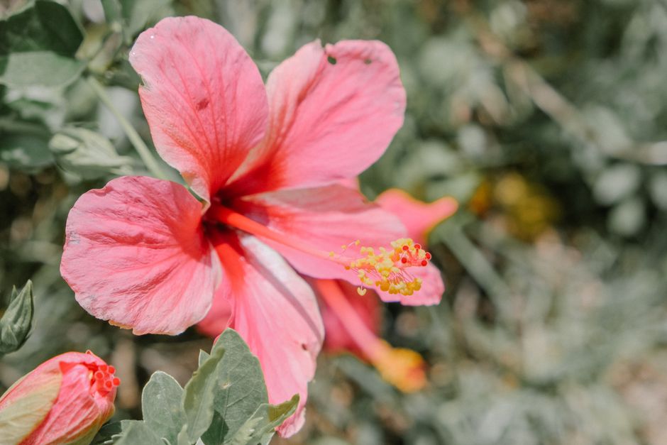 Garden path lined with colorful hibiscus flowers. Garden path lined with colorful hibiscus flowers.