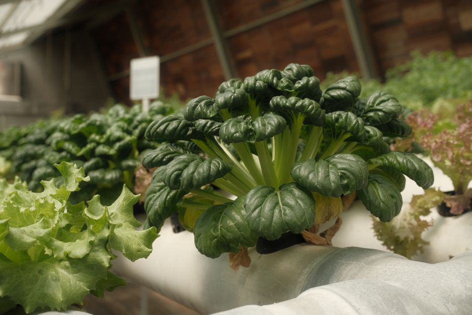 Futuristic indoor garden using hydroponic technology. Futuristic indoor garden using hydroponic technology.