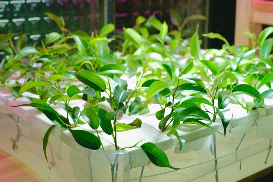 Automated hydroculture system with lush green plants. Automated hydroculture system with lush green plants.