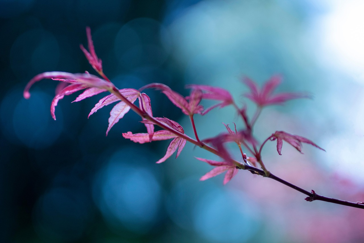 Close-up of red Japanese maple foliage. Close-up of red Japanese maple foliage.