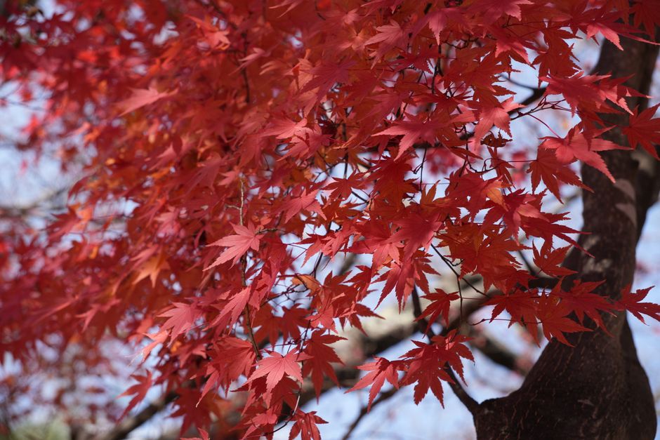 Vibrant Japanese maple leaves in autumn. Vibrant Japanese maple leaves in autumn.