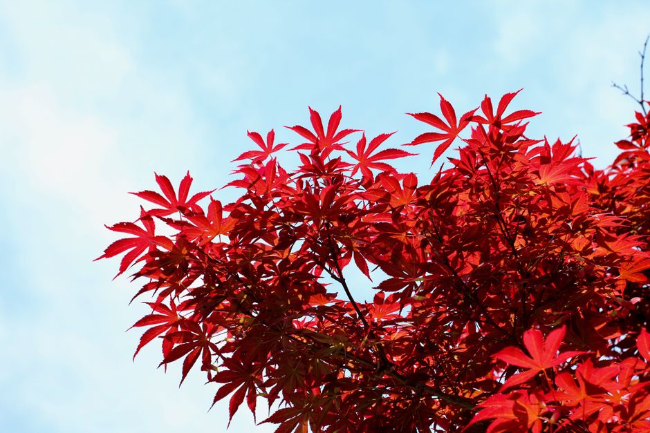 Japanese maples with striking fall colors. Japanese maples with striking fall colors.
