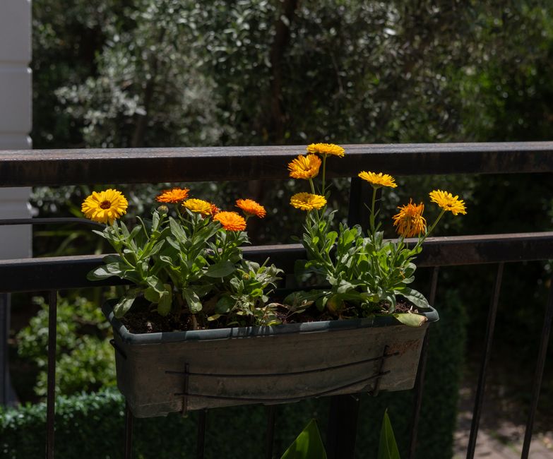 Leaves of basil and thyme on a balcony garden.
